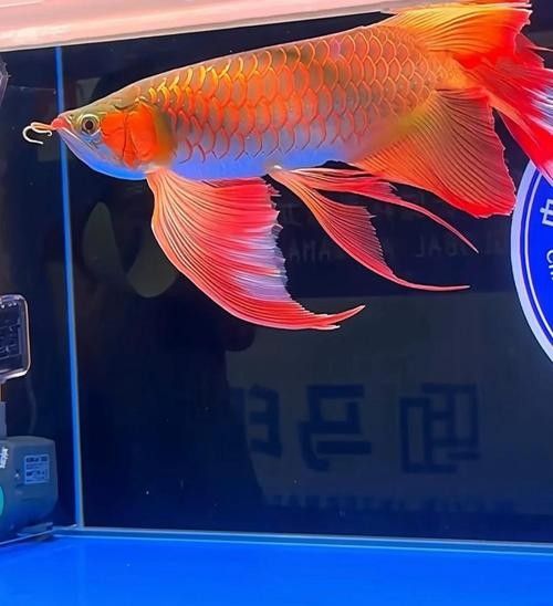 詳細(xì)閱讀:和興龍魚的紅龍魚有哪些品種?(興龍魚的紅龍魚品種) 和興龍魚的紅龍魚有哪些品種?(興龍魚的紅龍魚品種)